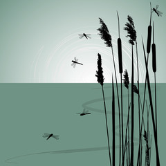 Reeds in the water and  few dragonflies  - vector