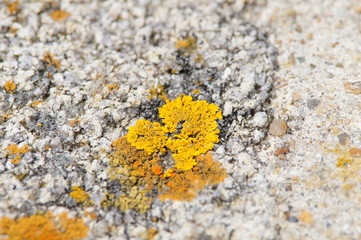 lichens ou champignons lichénisés au bord de mer