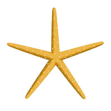 Etoile de mer