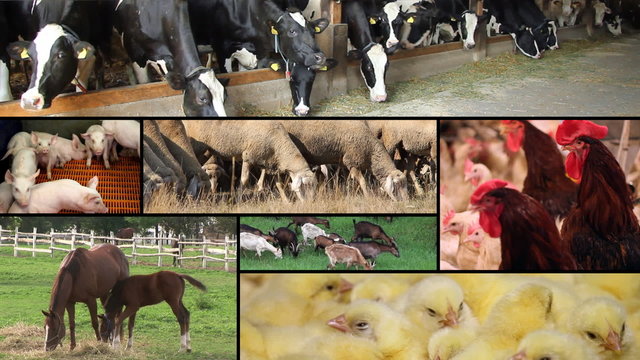 Farm animals multiscreen