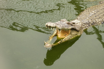 Close-up Crocodile