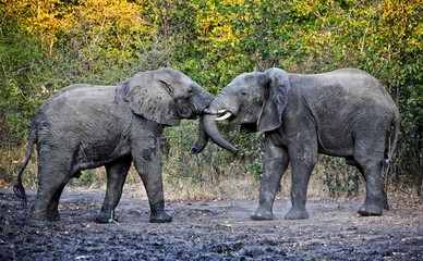 fighting elephants