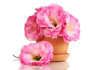 bouquet of eustoma flowers in flowerpot, isolated on white