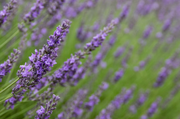 Field of lavender blooms
