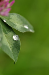 Droplet on Clover