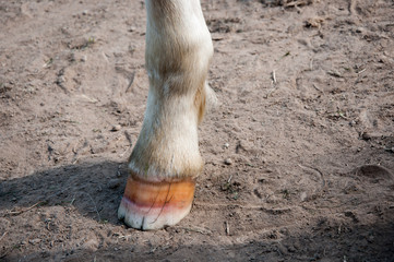 Sand crack