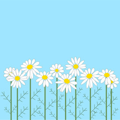 number of chamomile flowers on blue background