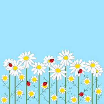 Chamomile flowers with ladybirds on a blue backgroun