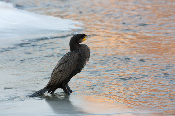 Cormorant in winter