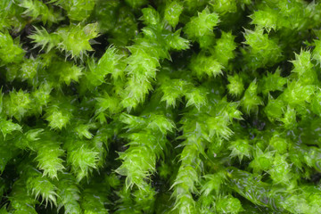Moss