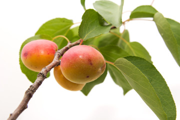 apricots on a white background