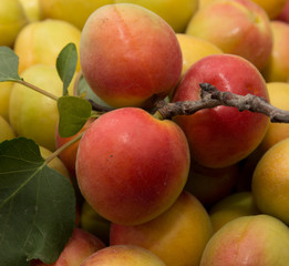 apricot as a background