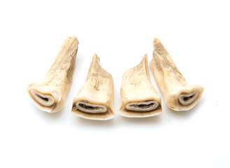 Horse teeth on a white background