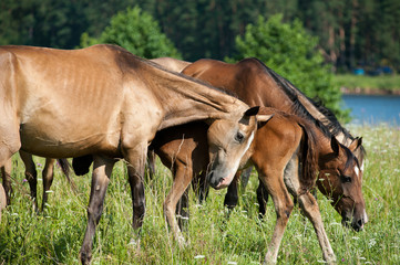 Obraz na płótnie Canvas purebred horses herd