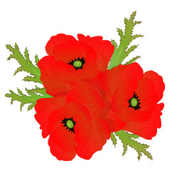 a red poppy flower bouquet isolated