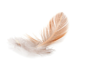 feather of a bird on a white background