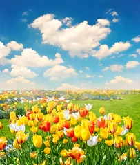 Tuinposter tulip flowers field over blue sky © LiliGraphie