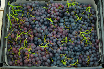 Bunch of fresh red grape in boxes in supermarket
