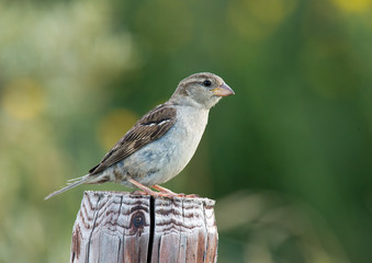 House Sparrow