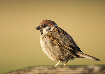 Tree Sparrow