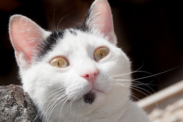 gatto bianco curioso
