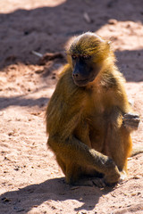 Obraz premium monkey