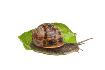 Garden snail