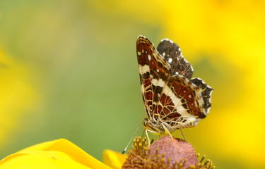 Butterfly on a  camomile Flower