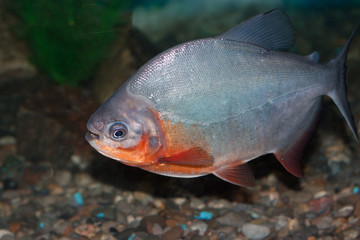 piranha