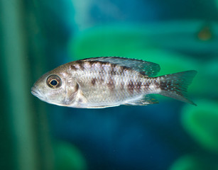 fish in aquarium