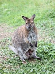 Bennettkänguru mit Jungtier