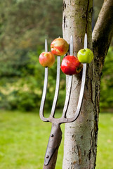 apples impaled on the forks
