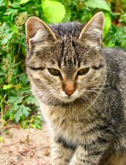 European cat close up