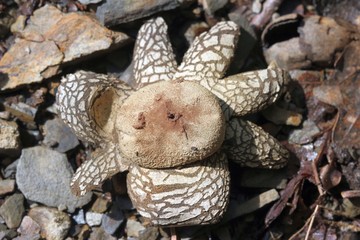 Gemeiner Wetterstern (Astraeus hygrometricus)