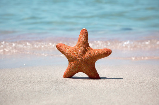 starfish on sea sand beach