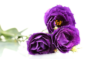 purple eustoma on white background