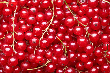 red currant berries