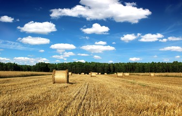 beautiful countryside landscape sheaves and field - 43556598