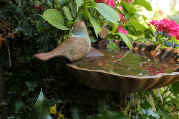hortensia