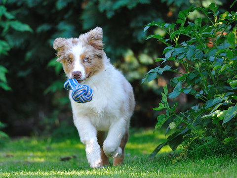 Australian shepard in the garden