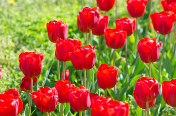 Garden with tulip flowers in summer
