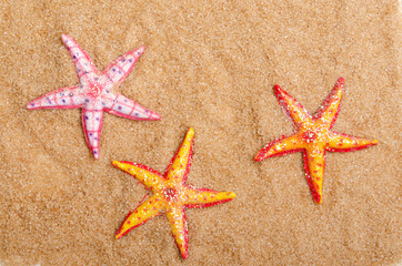 Sea stars on the sand