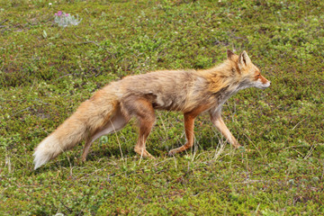 fox in tundra