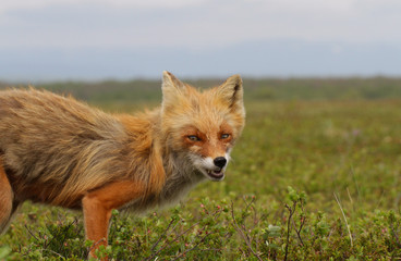irritation fox