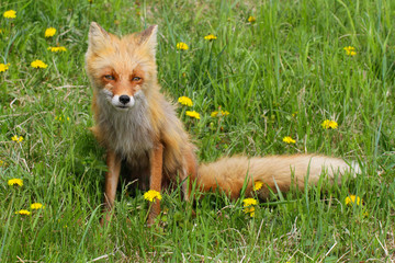 fox and dandelions