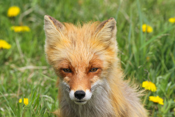 smart fox in dandelions