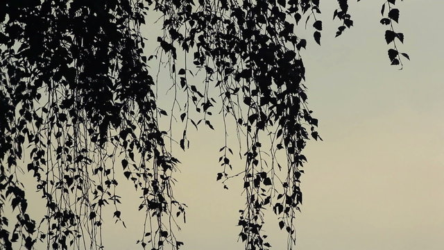 Very calm nature scene. Birch branches at sunset.