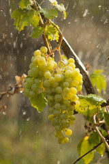 Watering grapes artificial rain