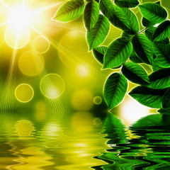 Illustration of natural green background reflected in water