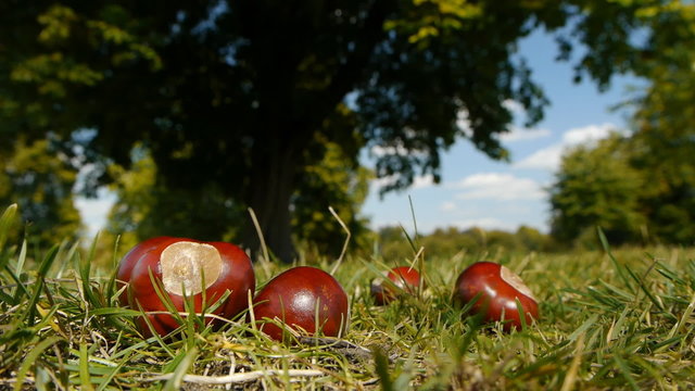 Some conkers on grass near a horse chestnut tree.